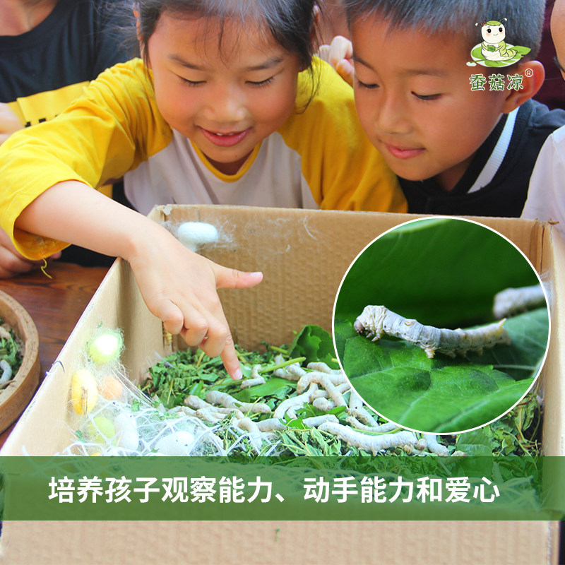 蚕宝宝学生养蚕套装:🌈春天里的科学小实验,亲手见证七彩奇迹!🐛-蚕宝宝-淘宝好物网