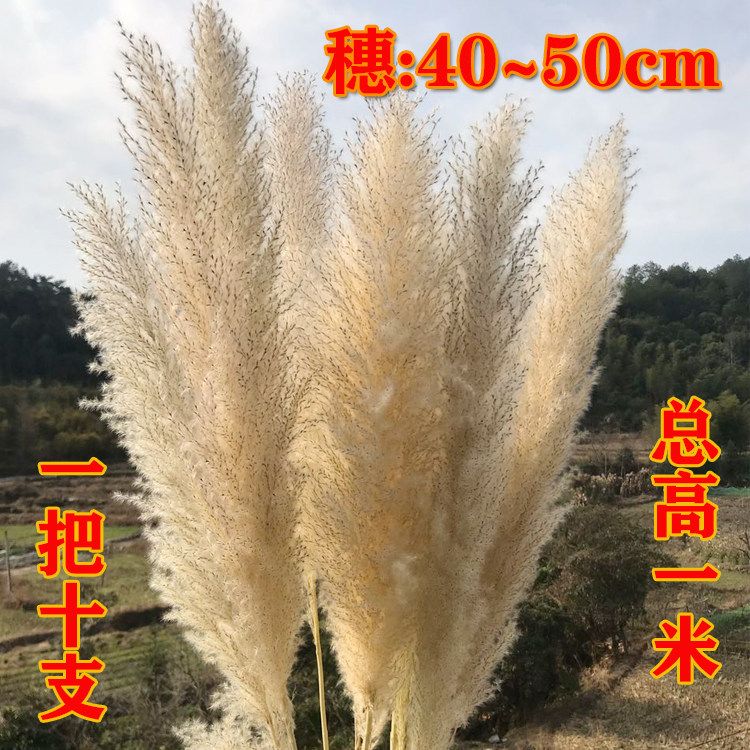Reed Dried Flowers Big Ears Natural 10 Great reeds Net Red Preeds Reed Wedding Celebration Dry Flowers Landing Decoration Shooting Props-Taobao
