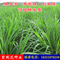 Pasture seeds Southern ryegrass North alfalfa Mexican corn grass farming cattle sheep fish rabbit grass seed