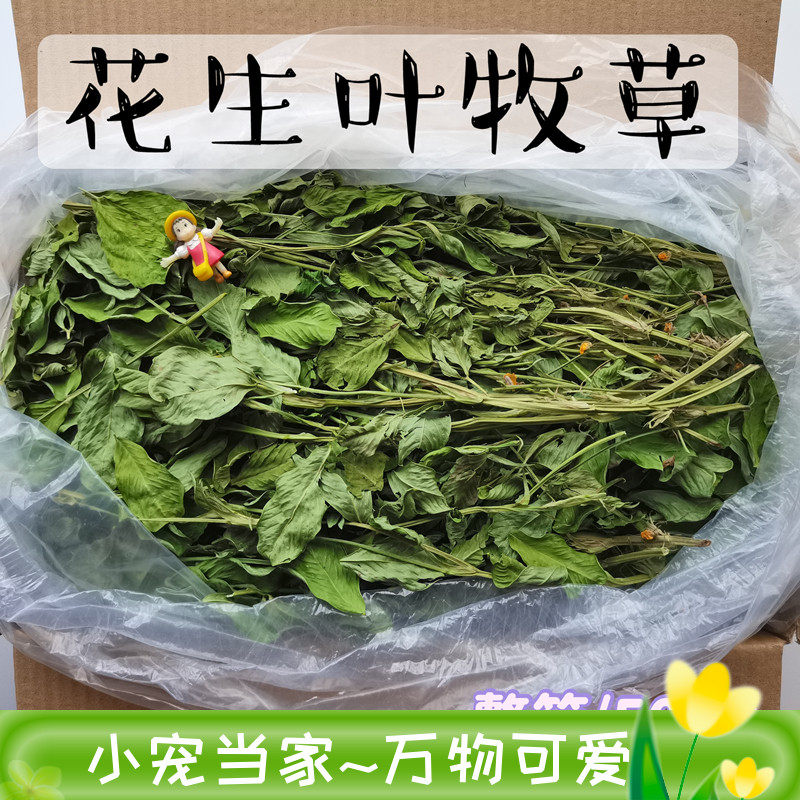 Cardinal Gastrous Peanut Leaf Herd Relieves Happy Weednutritional Supplement Protects Heart Rabbit Holland Pig