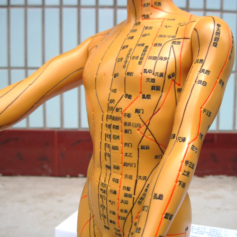 Acupuncture meridian acupuncture point model in the medical teaching copper human model 50cm male and female hand turn engraving soft mold