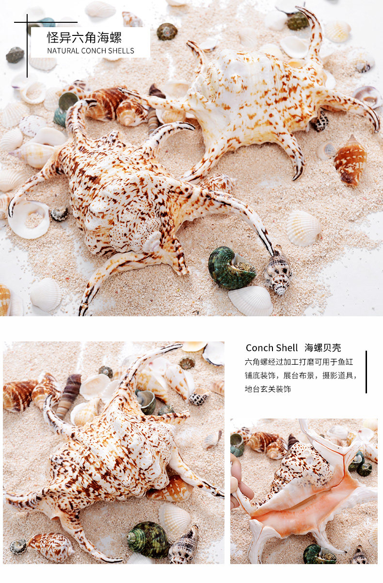 Hexagonal Snail_01.jpg