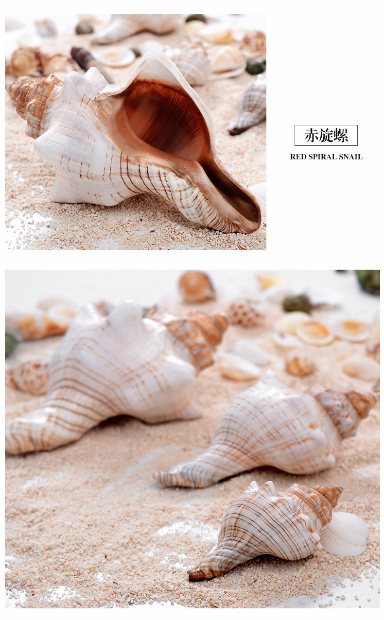 RED ROTOR SNAIL_07.JPG