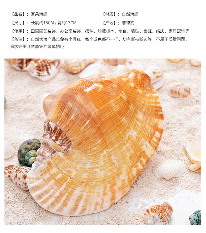 Red Rotor Snail_04.jpg