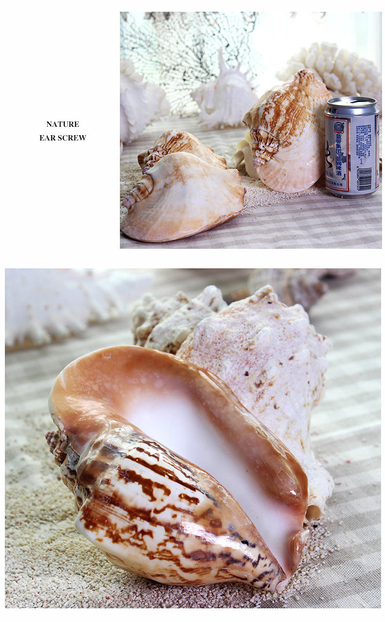 Ear Snail_07.jpg