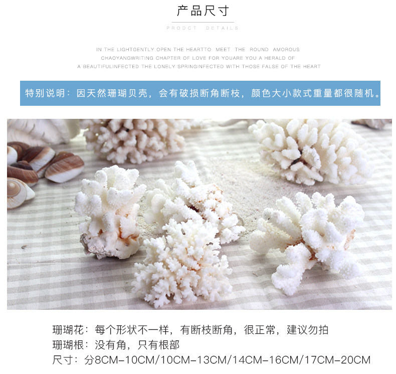 Coral Conch Mix_05.jpg