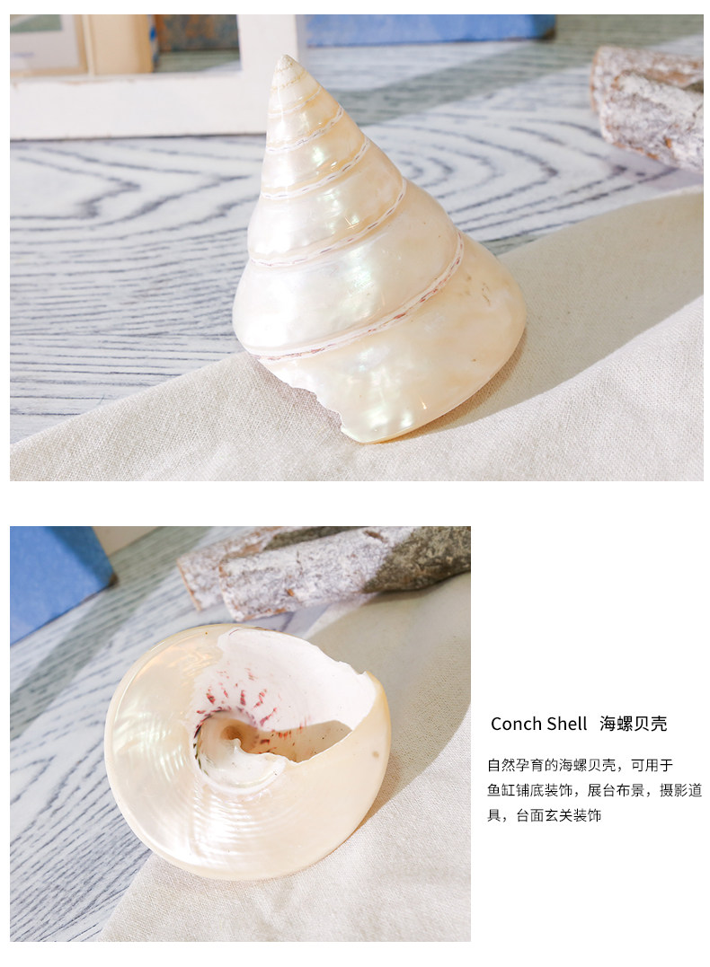 Coral Conch Mixed_11.jpg