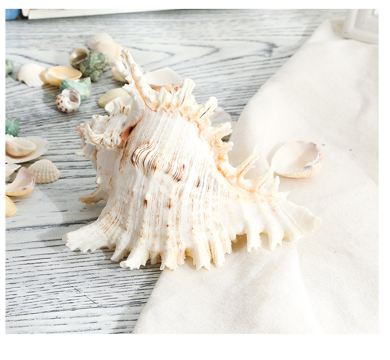 Coral Conch Mixed_13.jpg