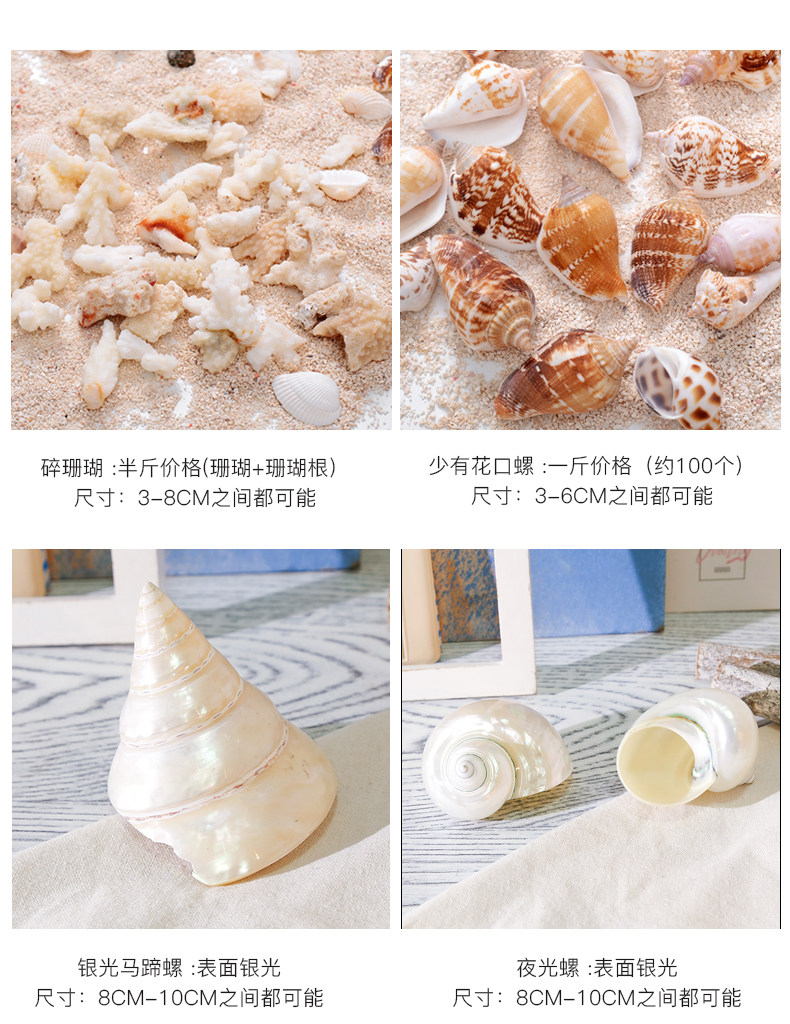 Coral Conch Mix_06.jpg