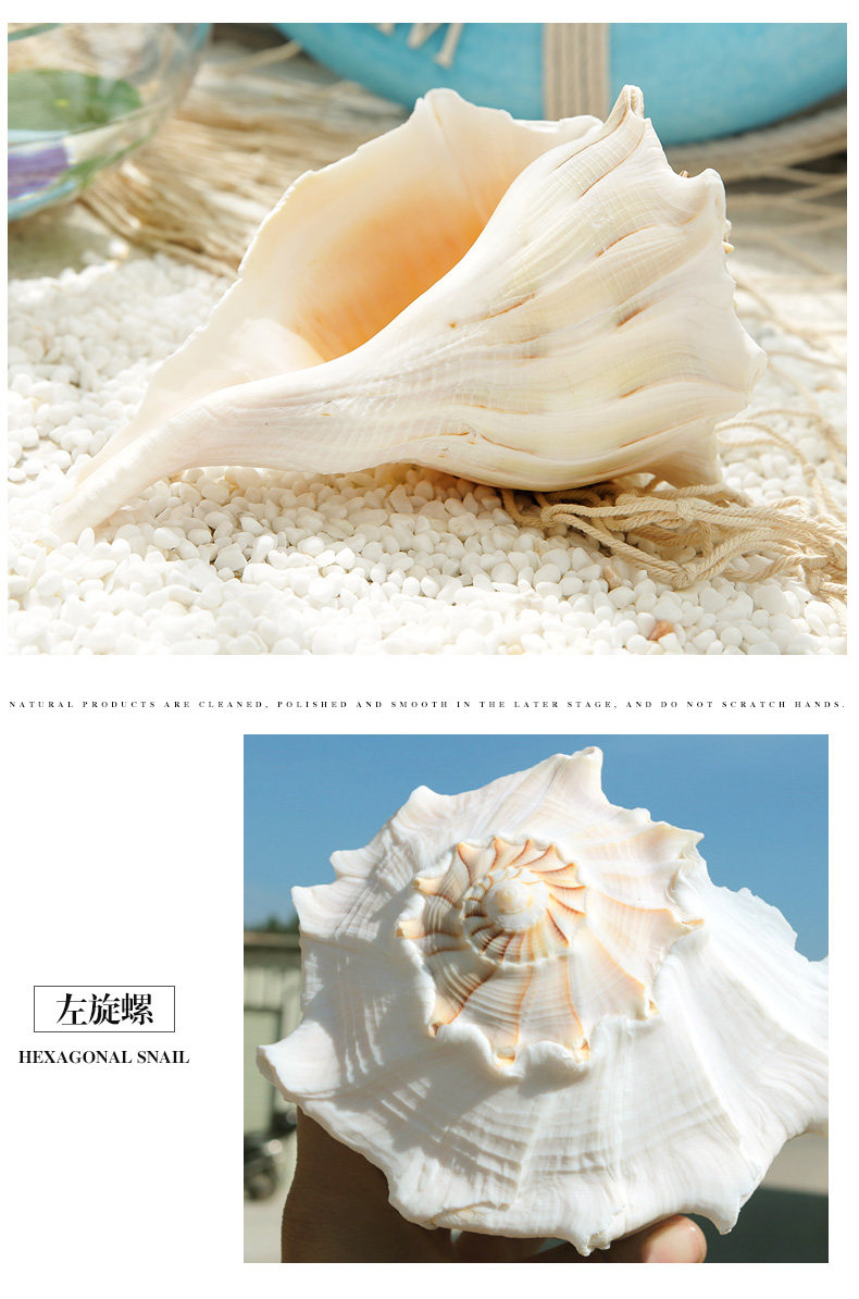 Pearl Snail_12.jpg