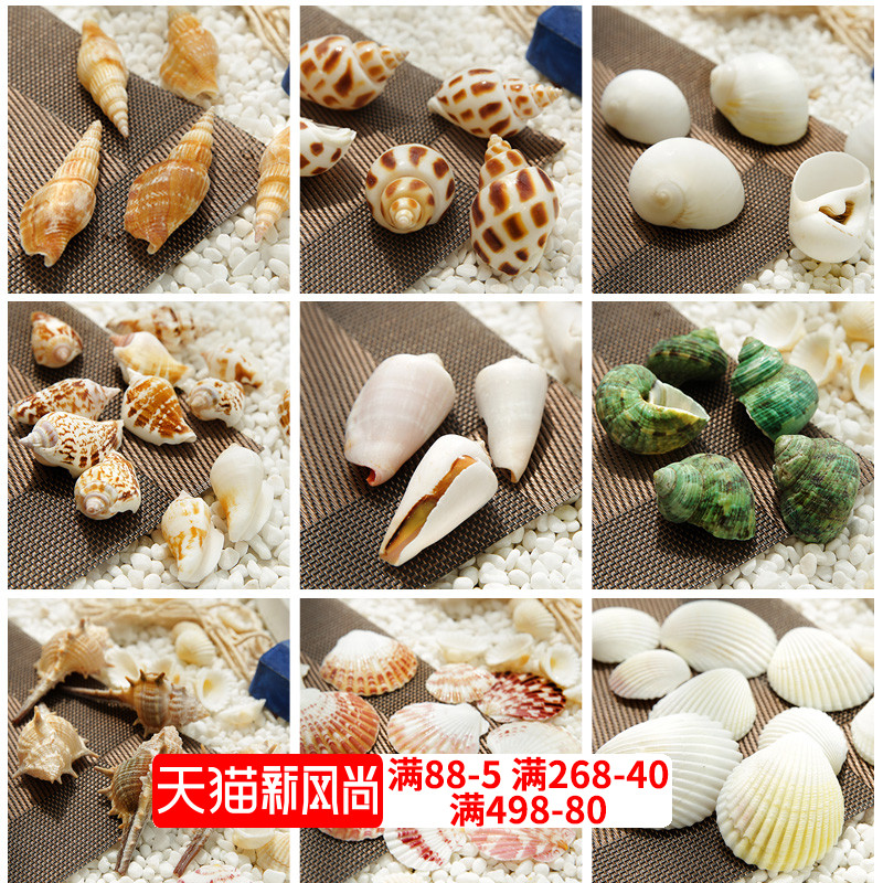 Natural shell Rice conch Green conch White cat's eye axe conch Aquarium landscaping decoration shooting props Children DIY