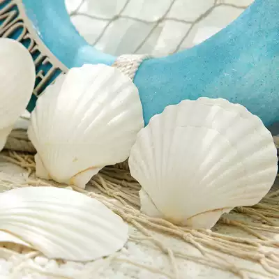 Sea shell summer leaf Shell natural shell conch Mediterranean Ocean Beach aquarium decoration painting graffiti scallops