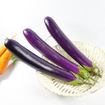 High simulation long eggplant High-grade simulation extended eggplant simulation vegetable simulation fruit model false props