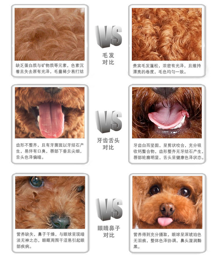 Aobei Jinmao Teddy Samoyed dog thức ăn cho chó con mục đích chung là thức ăn cho chó lông 40 kg 20kg VIP Oubei - Chó Staples hạt cho poodle