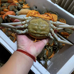 [三门青蟹糕蟹大红色膏蟹鲜活大螃蟹新鲜水产品清蒸红鲟二斤礼品装]