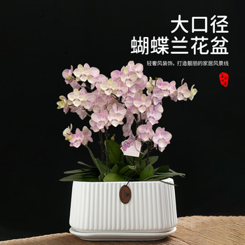 Square High-Looking Large-Diameter Phalaenopsis Vertical Pattern Flowerpot Accessible Luxury High-End Boutique Living Room Desktop Home Furnishings