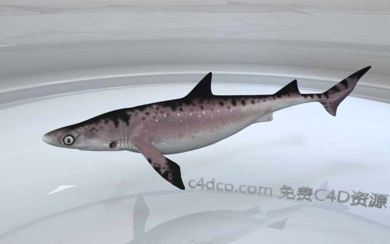 Shark鲨鱼.jpg