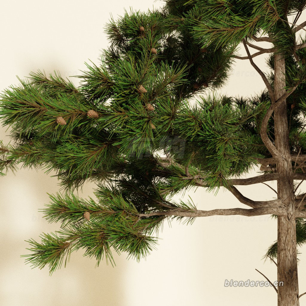 62.pine-tree.jpg