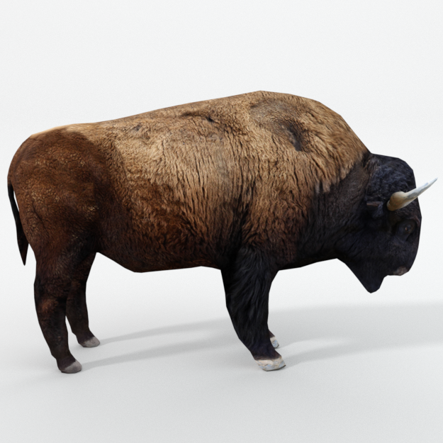 American Bison Buffalo.png