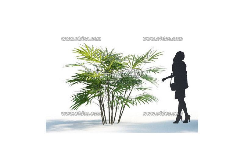 一酷C4D-竹子盆栽热带植物绿植模型