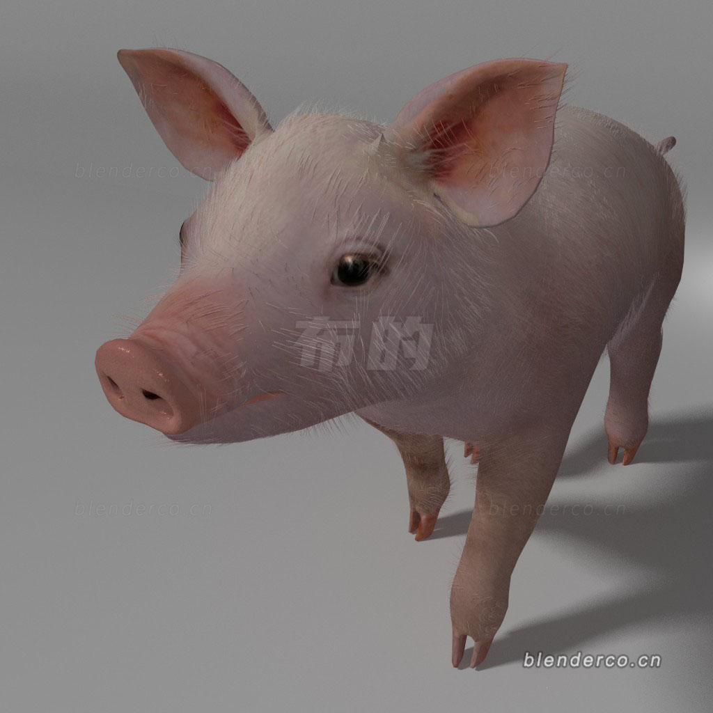 blender动物猪儿模型-群友分享-具体作者不清楚了，知道的留言