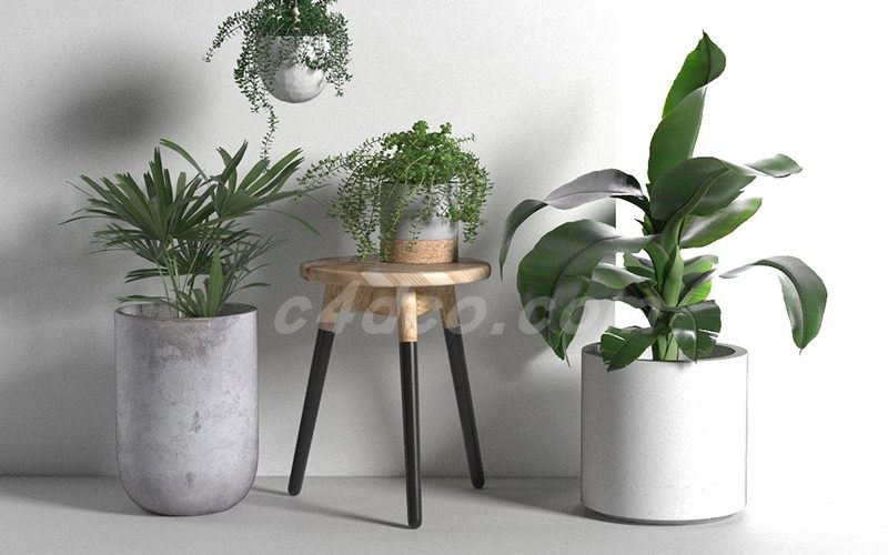 植物装饰品.jpg