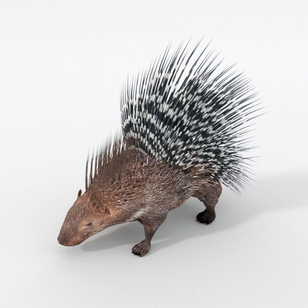 Porcupine.jpg