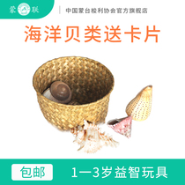 Montessori scientific and cultural teaching aids 6 kinds of natural shell conch coral matching Montessori early education educational toys