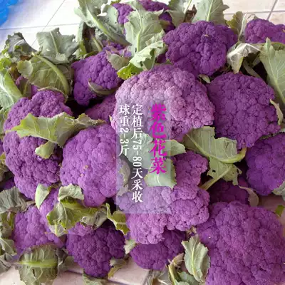 紫色花菜种子紫色花椰菜种籽紫菜花春秋季种植蔬菜种孑农家菜籽种