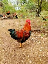 Inner Mongolia Hulunbuir grassland strolling chicken small stupid chicken Rooster Rooster each three catties and four catties and two mailing Shunfeng