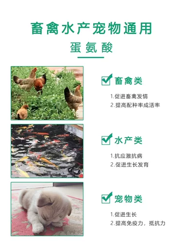 Яичных кормовых добавок, импортируемых из японских жителей корма, диа Гаоша Xijie 99%содержание