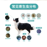 Тело Хайлеванга и внешняя дегельминговая медицина собака собака собака собака собака внутри и снаружи интегрированных насекомых репеллента собака маленькая собака 3 гранулы