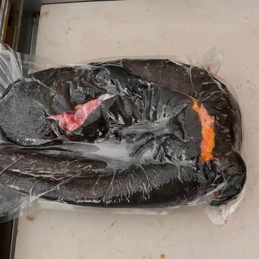 娃娃鱼现杀食用9斤一条活体宰杀速冻保鲜大鲵真空包装新鲜美味-特许养殖水产-淘宝好物网