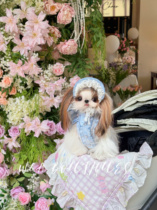 WA Japanese Glamorism pet sun hat Maltese Yorkshire fairy hat sun protection photo