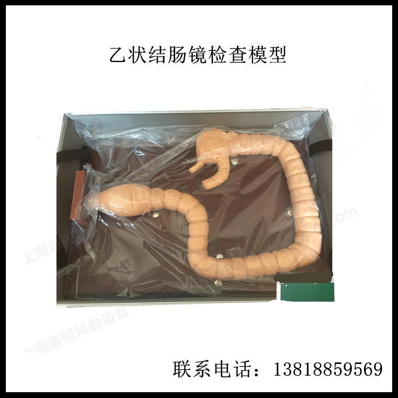 乙状结肠 镜检查模型，肠模型，肠病变模型