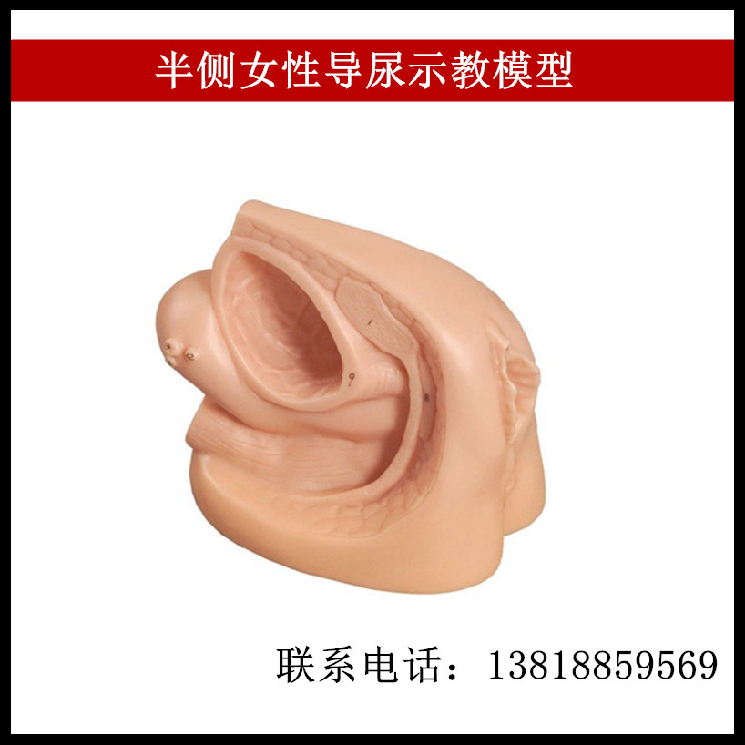 半侧女性导尿示教模型
