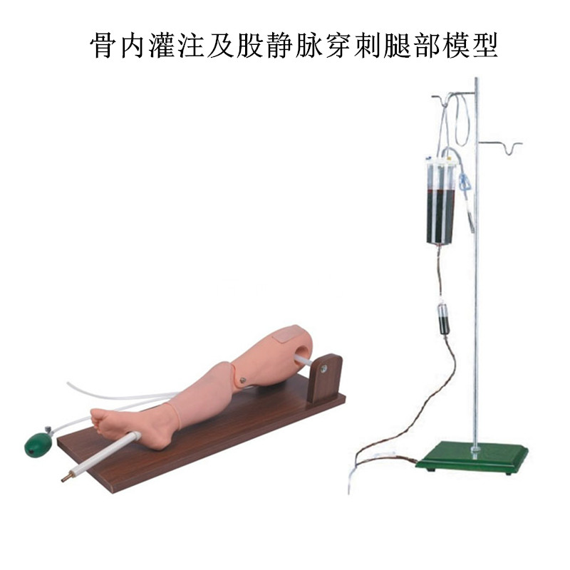 骨内灌注及股静脉穿刺腿部模型