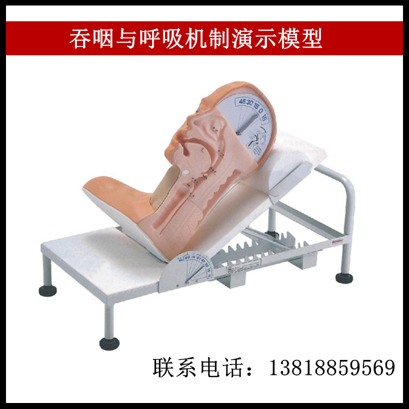 呼吸与吞咽机制演示模型