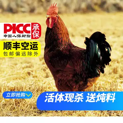 Hengwo fresh native chicken 1 baby chicken Rooster rooster walking chicken guaranteed delicious farm free chicken