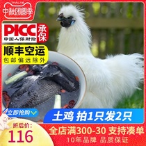 Buy one get one free Thai and black chicken farmers free-range native chicken Jiangshan white hair black bone chicken fresh black chicken bag Shunfeng