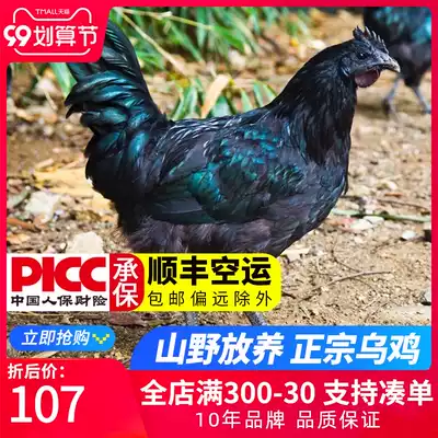 Zhejiang Wuhei Black Bone Chicken 1 Rooster Soup Fresh and Beautiful Chicken Farmers Free Child Chicken Chicken Chicken