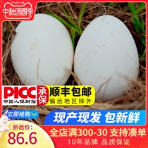 Farmers free-range soil goose eggs 12 Hengwo preferred raw goose eggs big fresh cute mother recommended maternity ingredients for pregnant women