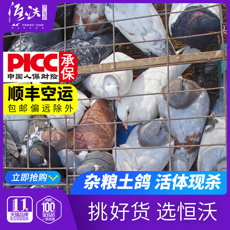 Fresh milky pigeon Tupigeon Jiang Zhejiang Shanghai Fresh farmhouse scattered and now kill live pigeon meat with old pigeon meat