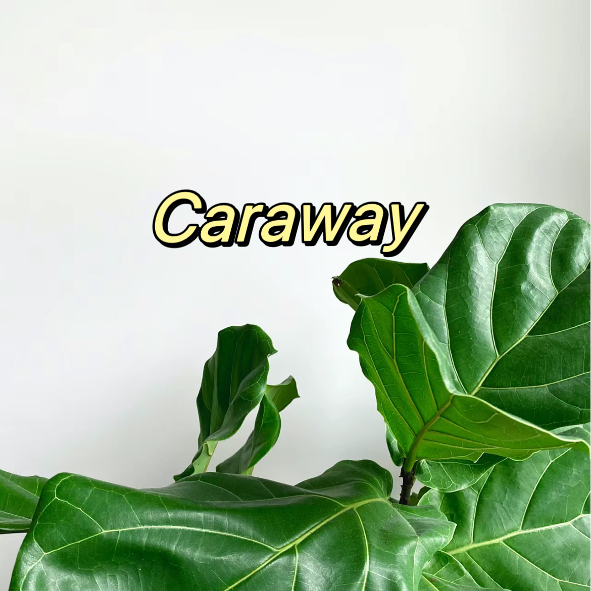 Caraway