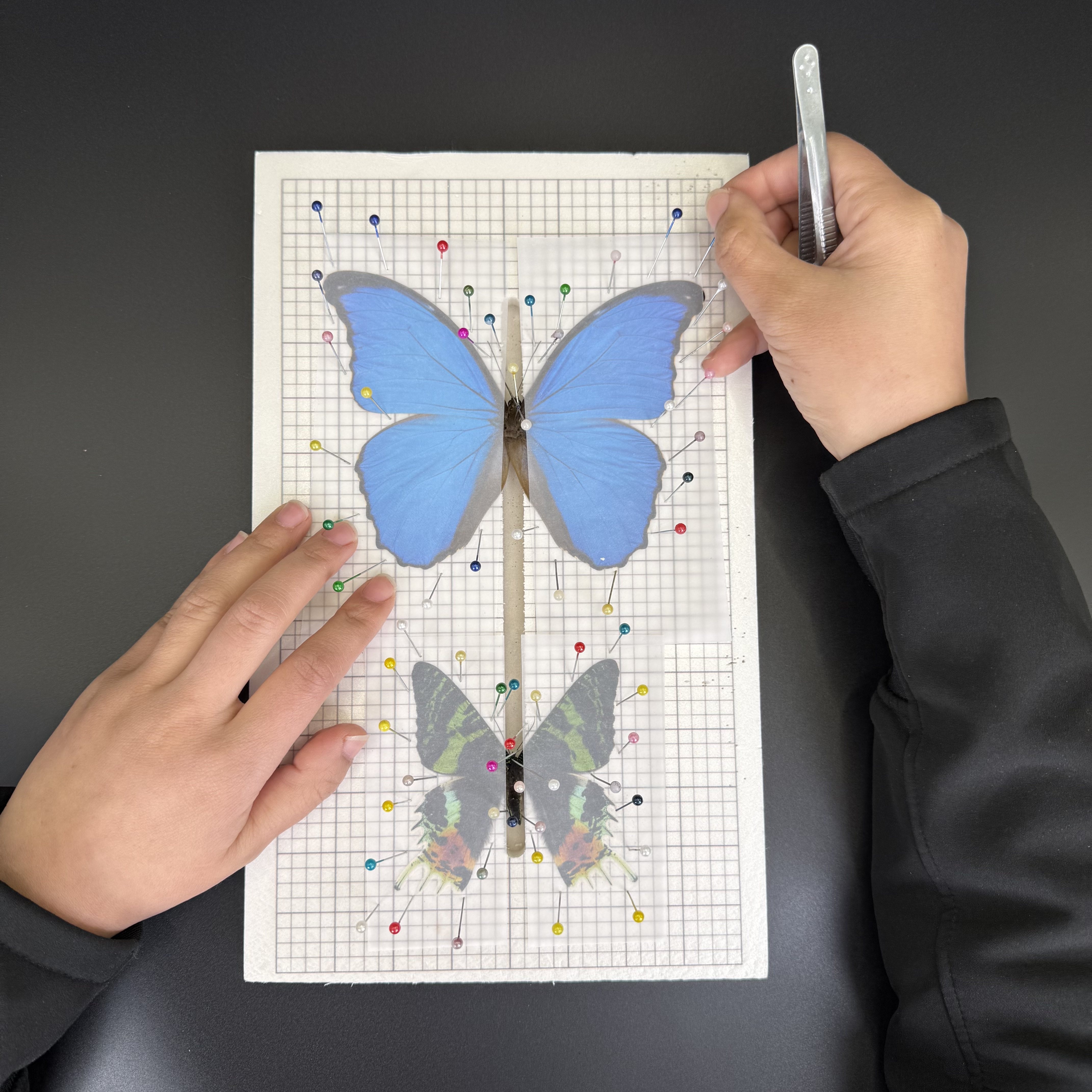 蝶標本展翅道具　展翅板13個他 標本展翅板整姿板製作工具材料包diy昆蟲小黑夾固定做板子學生新手