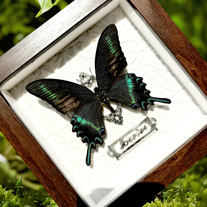 Butterfly Fairy Real Butterfly Specimen Walnut Color European Style Photo Frame Mounted with Wings Spread Finished Product Ornament Birthday Gift