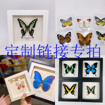 Butterfly specimen photo 25cm17 25cm17 6cm21 6cm21 5cm12cm 5cm12cm acrylic case
