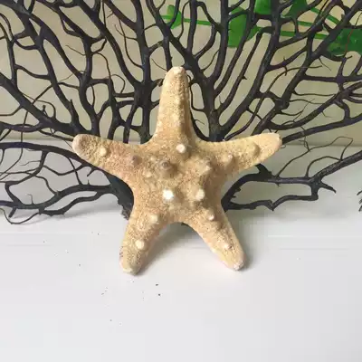 Natural conch shell White starfish home decoration shooting props conch shell bay window decoration