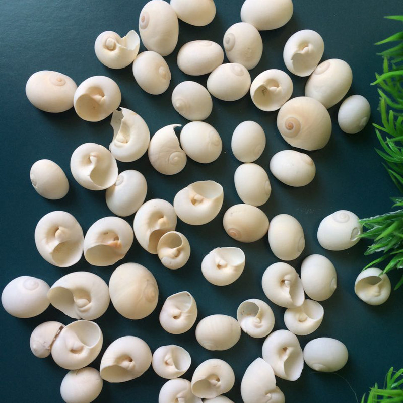 Natural shell sea screw circular millet screw wall decoration of shell fish tank 1 yuan 20