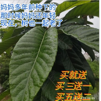 Freshly picked loquats from old trees are cooked in our own courtyard.